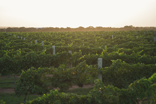 Fredericksburg: The Wild West of Wine & Wildflowers - by Fredericksburg Convention & Visitor Bureau 